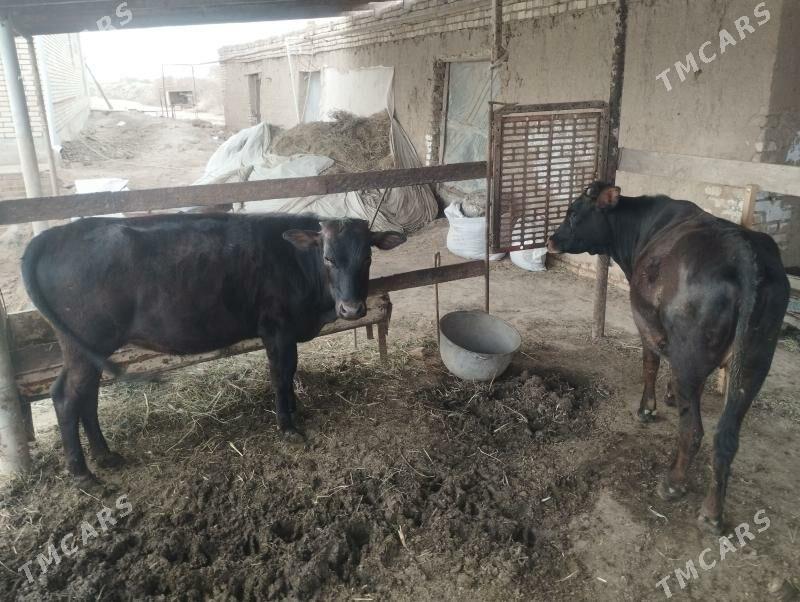 Gulajyn goleler - Векильбазар - img 1