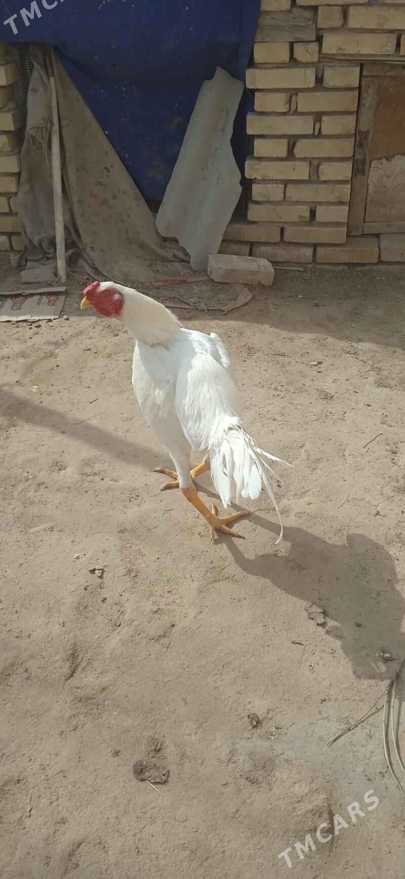 baýes - Мары - img 1