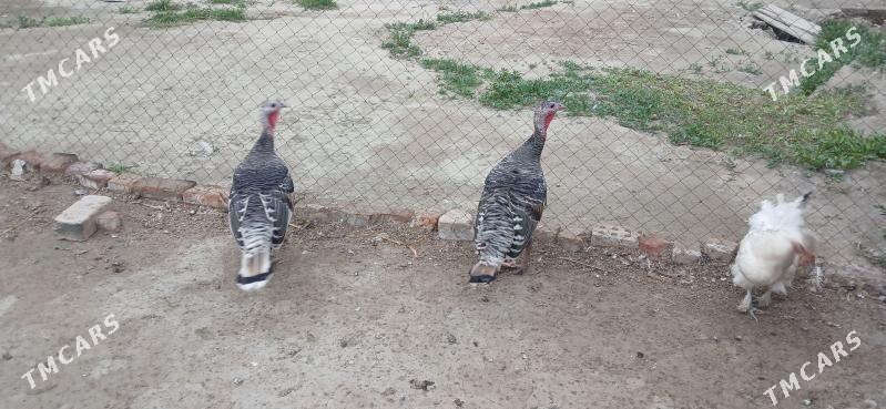 induk maki - Бахарден - img 1