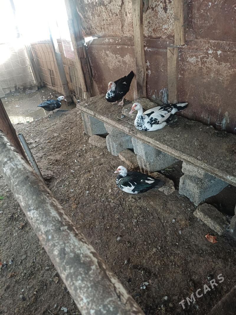 indautga ördek - Кипджак - img 1