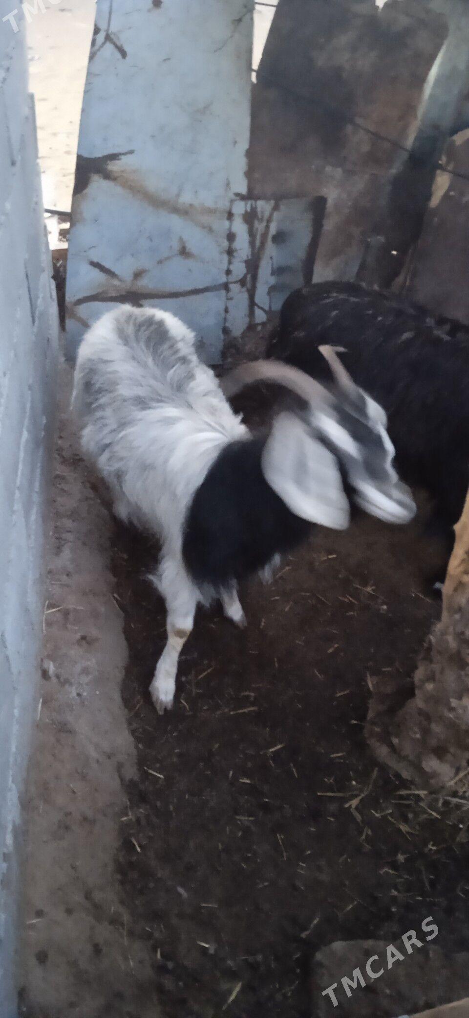 geçi - Çoganly - img 1