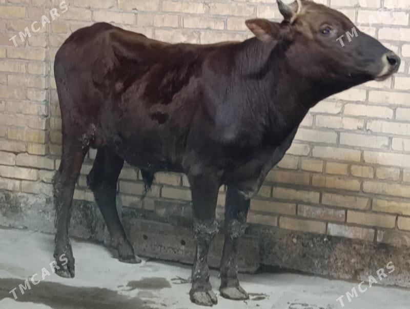 BAKLYK OKUZ - Туркменабат - img 1