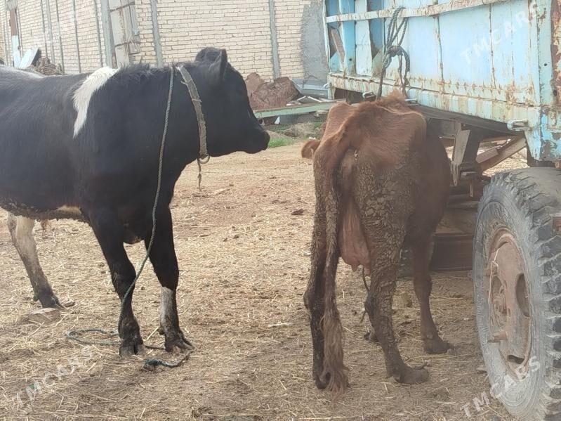 saglyk sygyr okuz - Türkmenabat - img 1