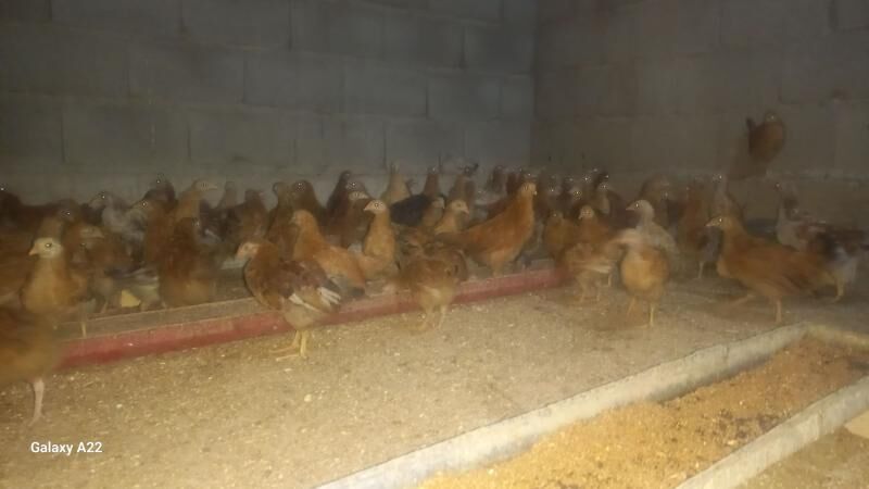 TOWUK JUJE - Гызыларбат - img 1