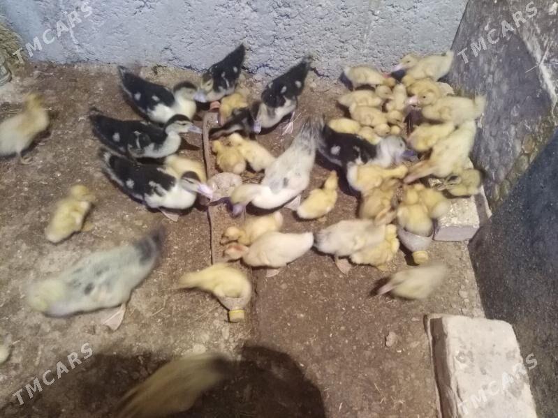 gak gak ördekler - Балканабат - img 1