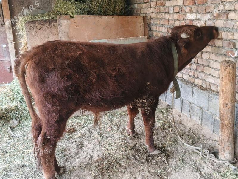 okuz - Кипджак - img 1