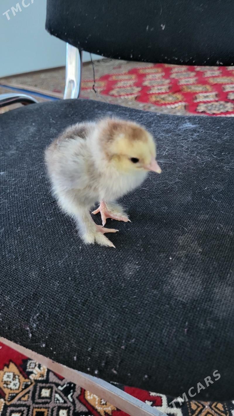 Brama juje - Şabat etr. - img 1