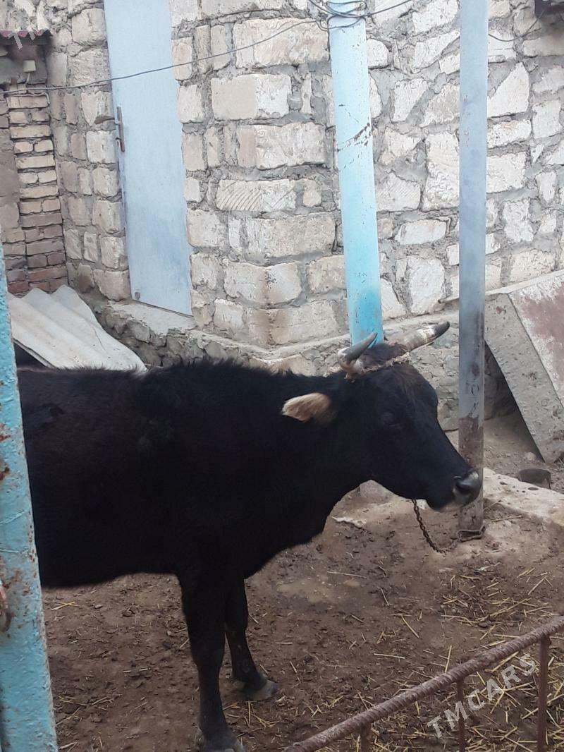 sygyr - Берекет - img 1