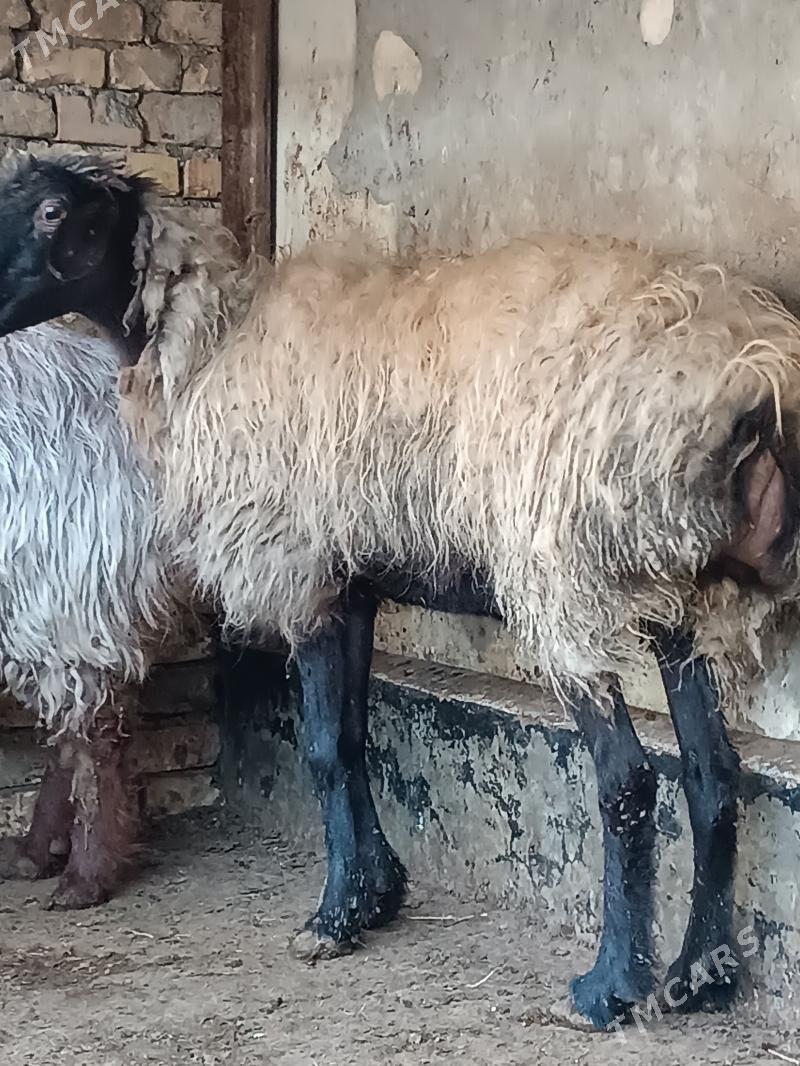 Beyik goyun - Хитровка - img 1