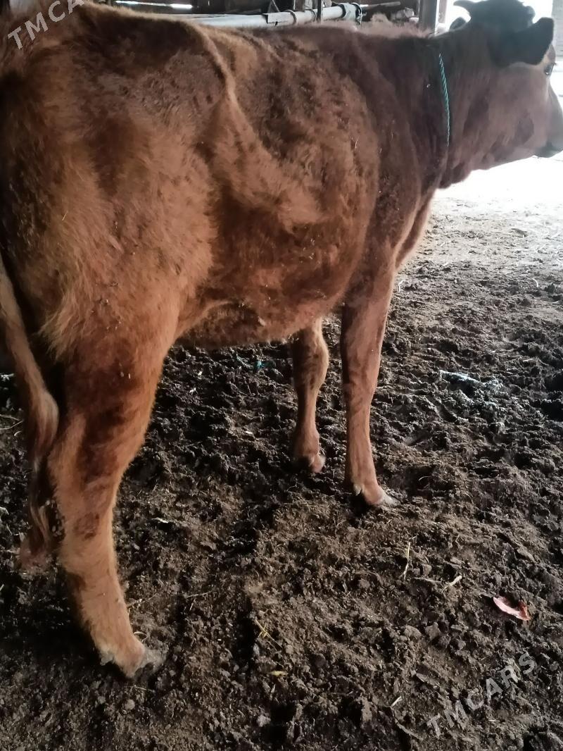 unajinlar - Çärjew - img 1