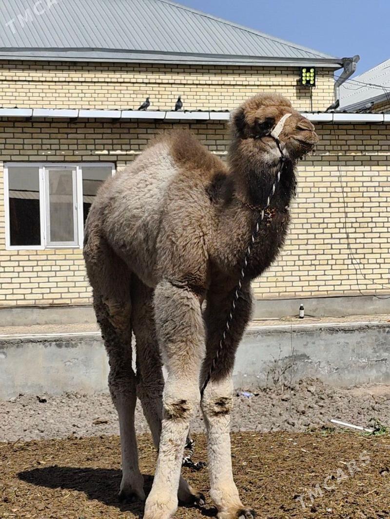 Köşek - Wekilbazar - img 1