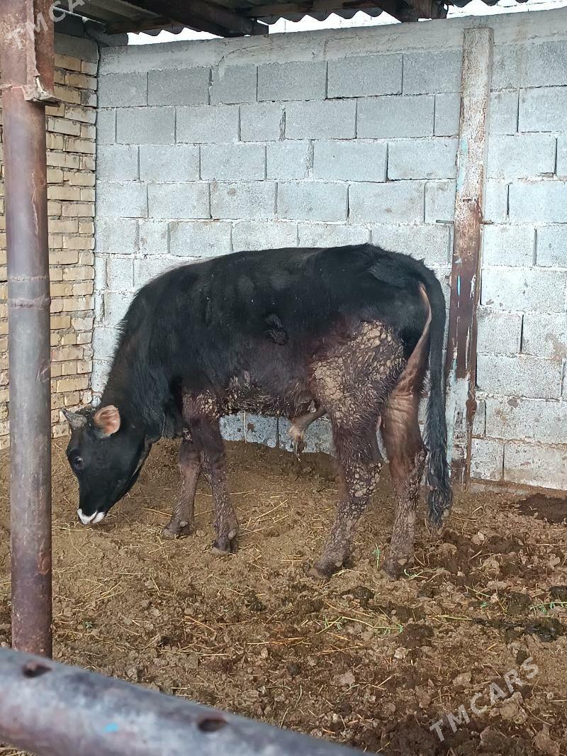 okuz - Gökdepe - img 1