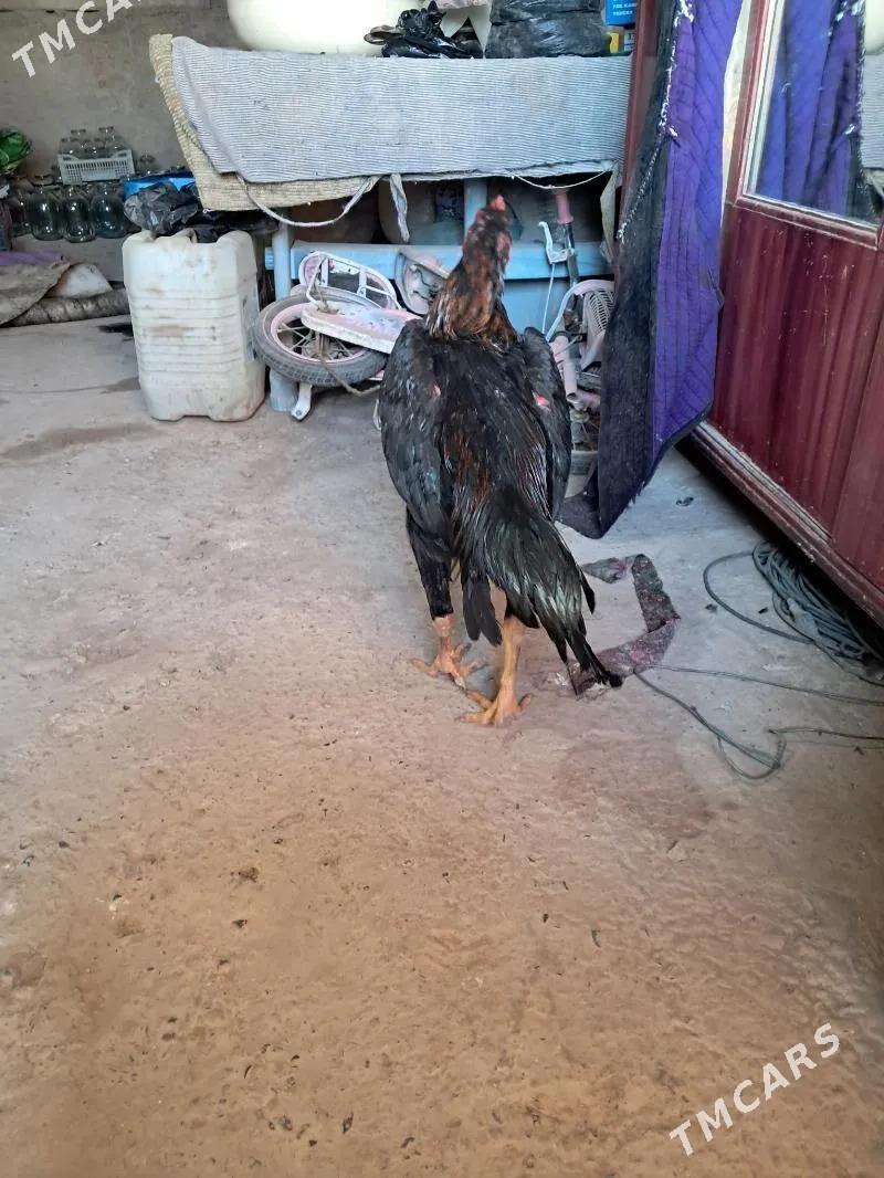 bayes - Çärjew - img 1