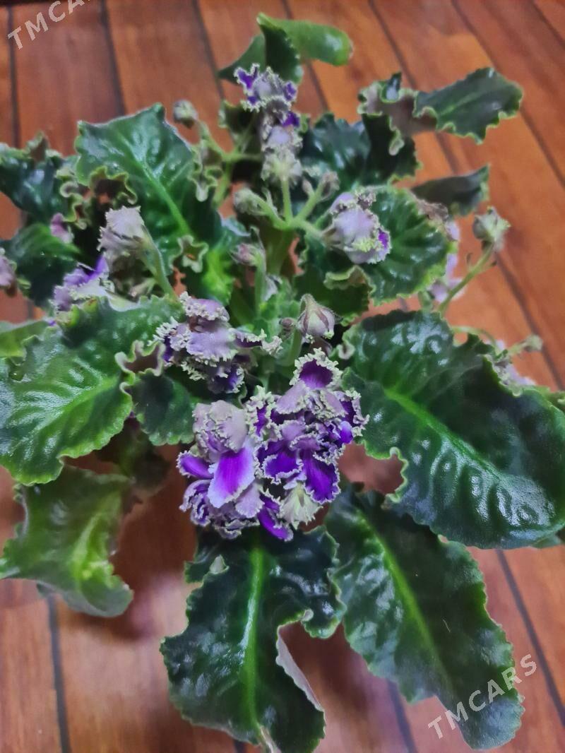 листья фиалок - Ашхабад - img 1