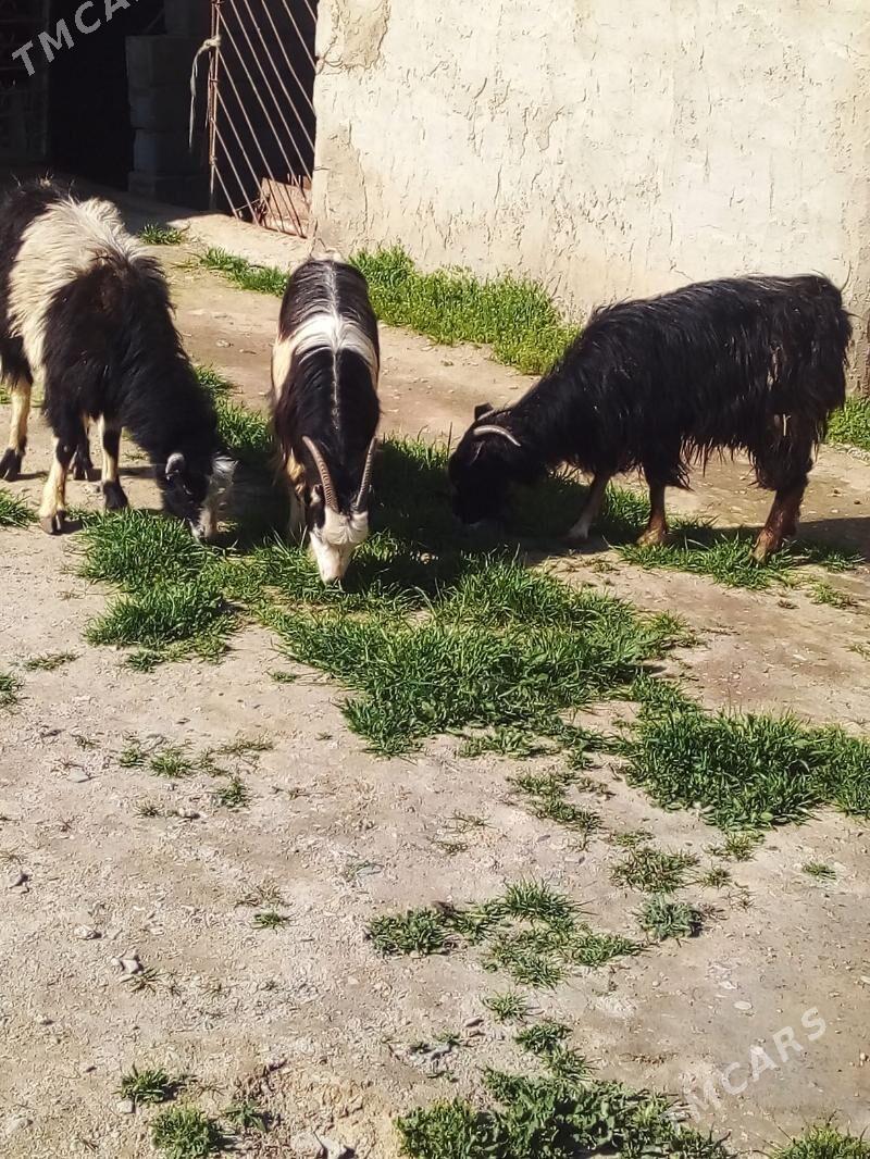 GECI - Bäherden - img 1