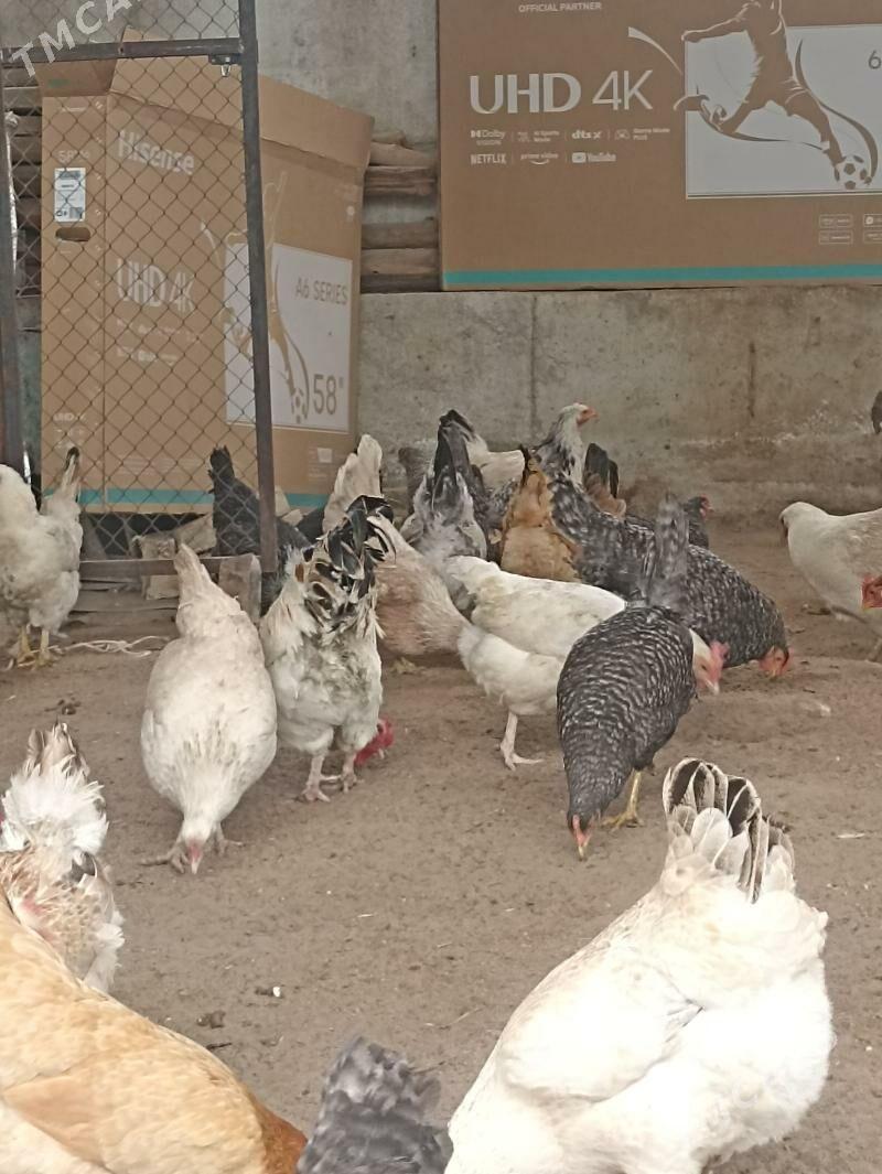 balgar towuk horaz - Garadamak Şor - img 1