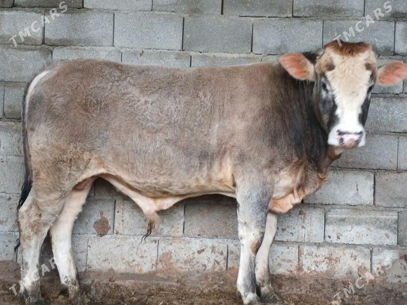 Arginal Okuz - Aşgabat - img 1