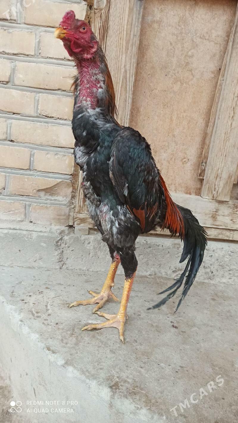 Baysow horaz - Туркменабат - img 1