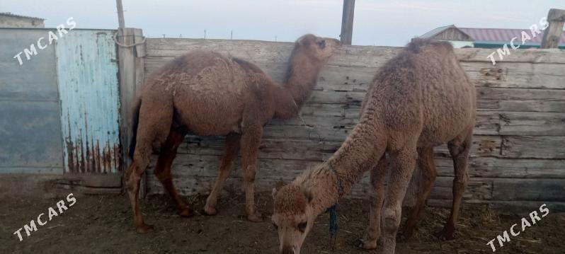 Torumly düýe - Берекет - img 1