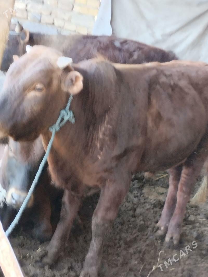 Okiz - Туркменабат - img 1