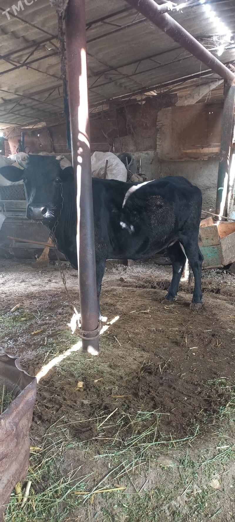 bakylan sygyr - Яшлык - img 1