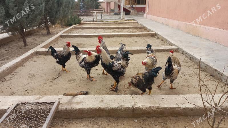 Horaz - Balkanabat - img 1