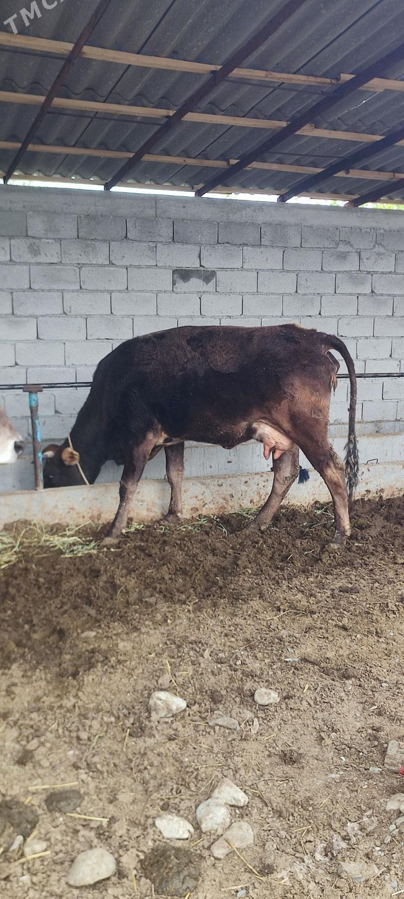 göleli sigir - Бахарден - img 1