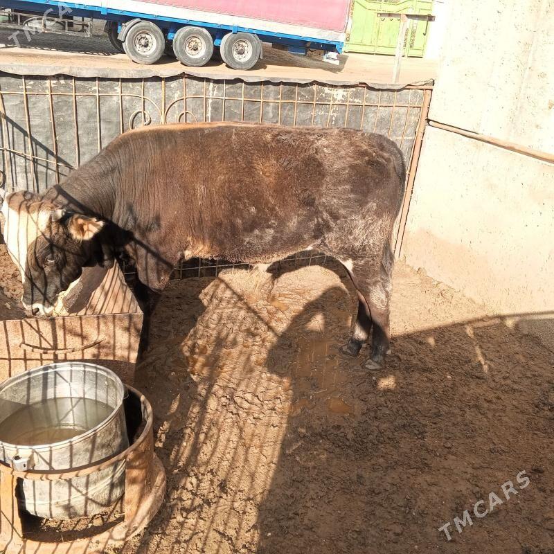 Õkiz - Джебел - img 1