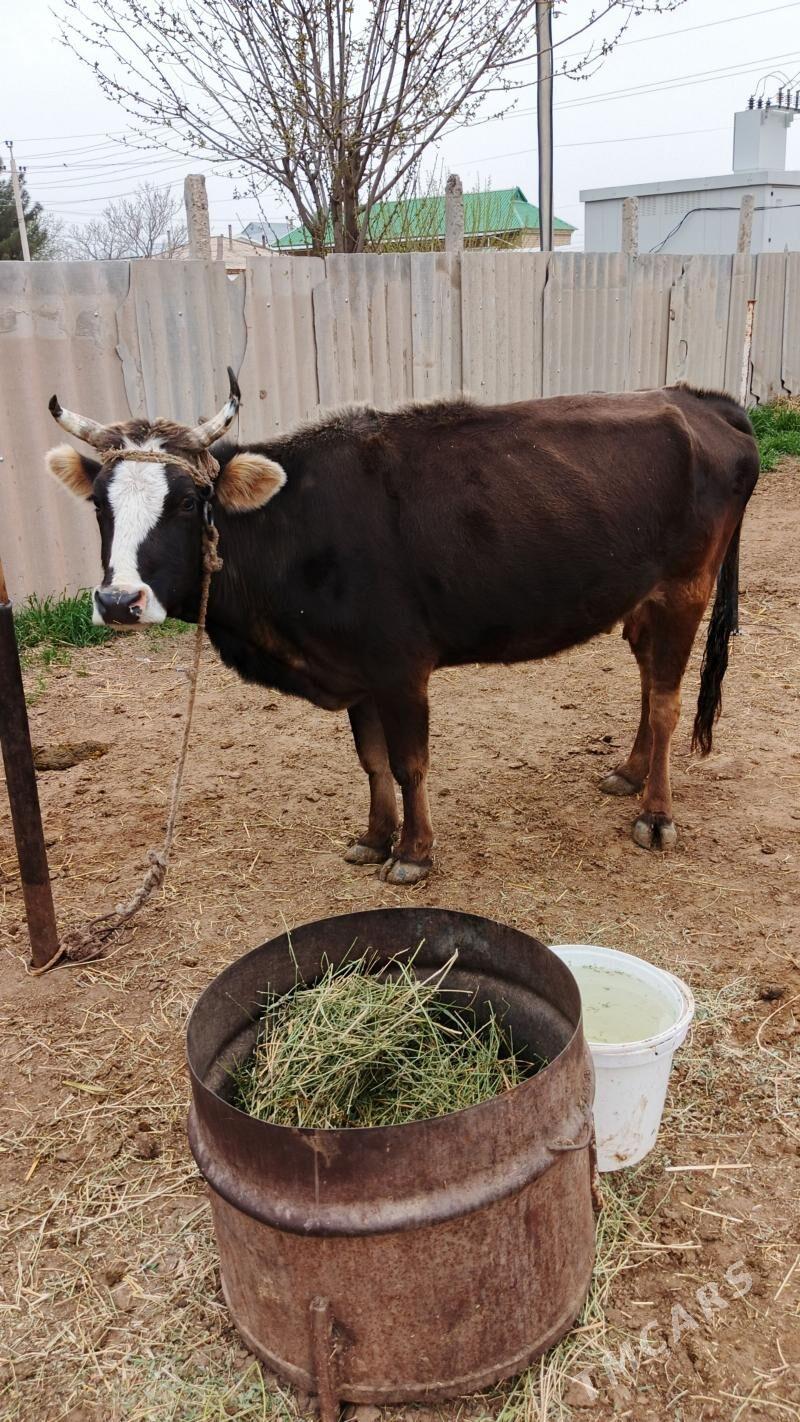 Sygyr - Гёкдепе - img 1