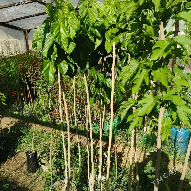 Nahal Garshokly. - Гёкдепе - img 1