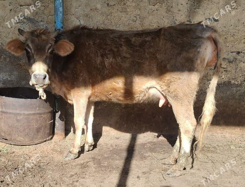 bogaz sygyr - Ашхабад - img 1