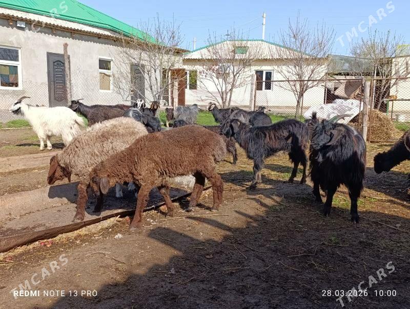 Goyun geci - Багир - img 1