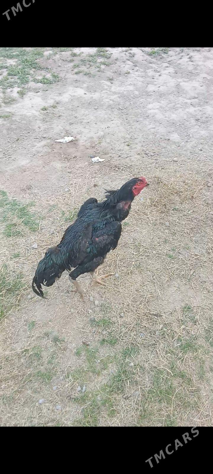 oʻzbek arassa 4:2kgʻ maý çykan - Туркменабат - img 1