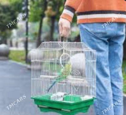 popugay gus we setklar - Aşgabat - img 1