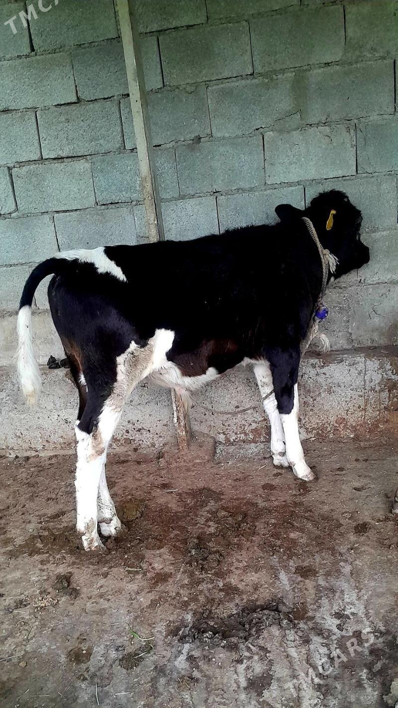 ÖKÜZLER WE TÜWE - Ашхабад - img 1