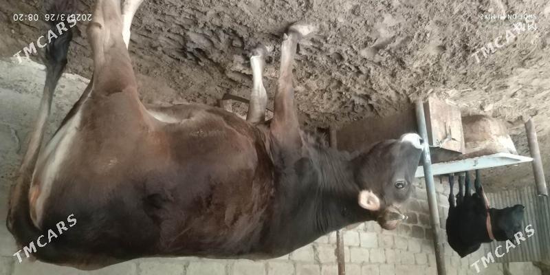 sygyr goleli - Ак-Бугдайский этрап - img 1