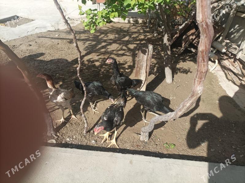 tasken maki - Ашхабад - img 1