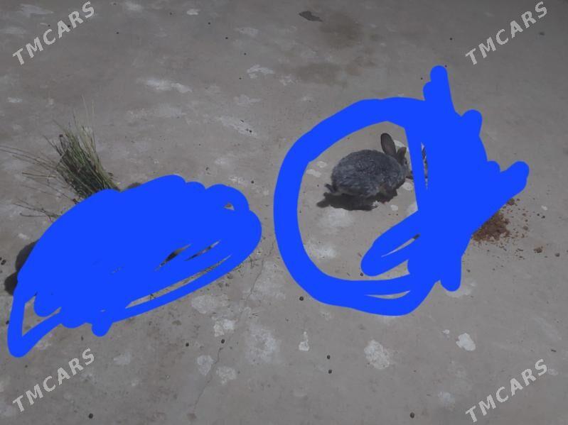 Towsan - Daşoguz - img 1