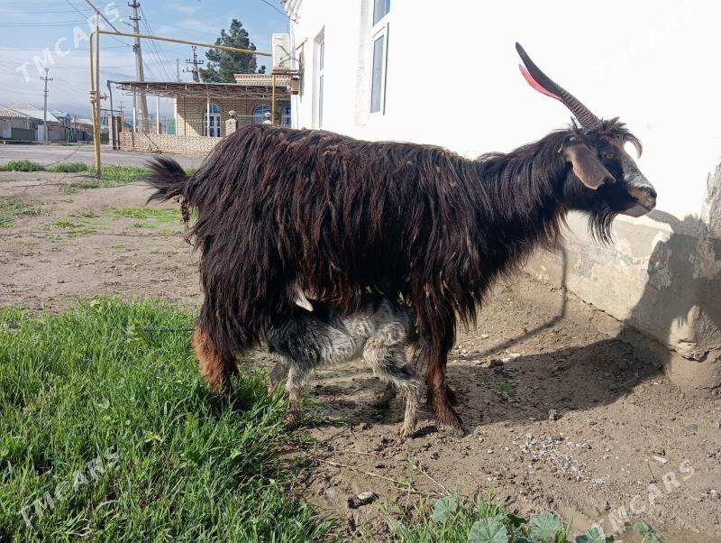 Owlakly Geçi - Bäherden - img 1