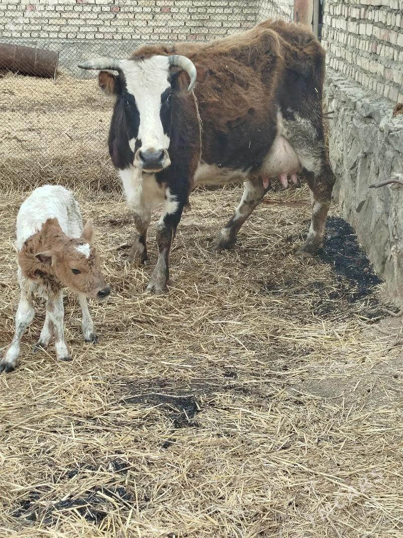 goleli sygyr - Берекет - img 1