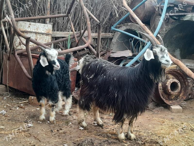 Owlakly geçi - Babadaýhan - img 1