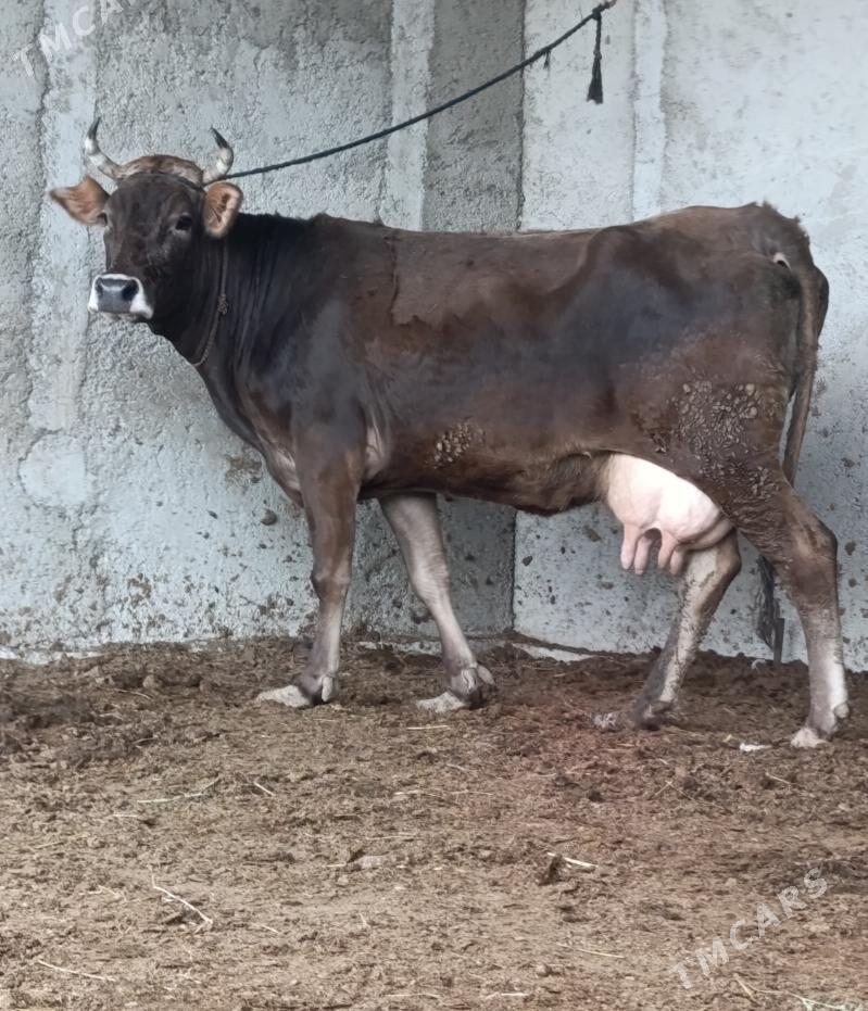 SYGYR - Гёкдепе - img 1