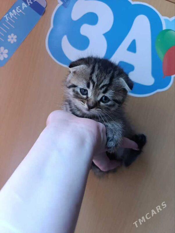 котята - Aşgabat - img 1