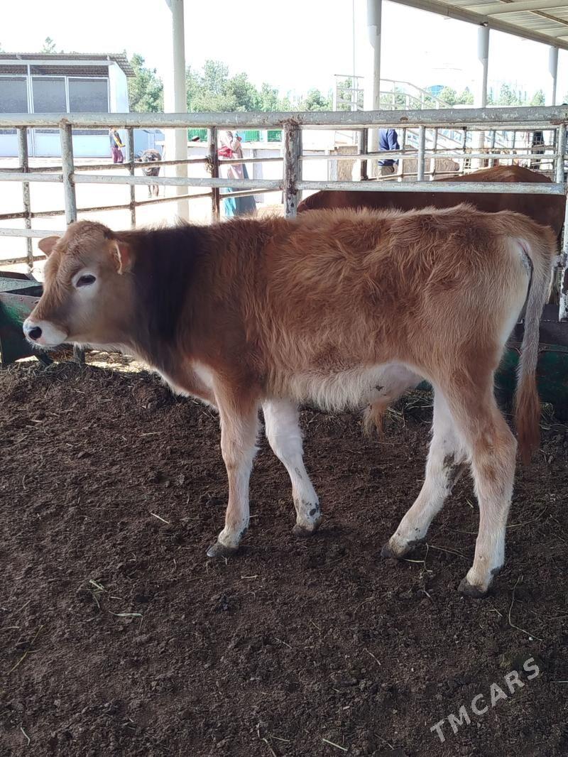 okuz - Ашхабад - img 1