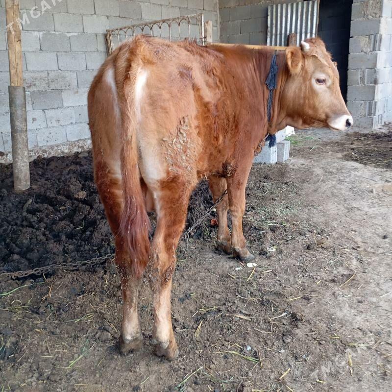 öküz - Кипджак - img 1