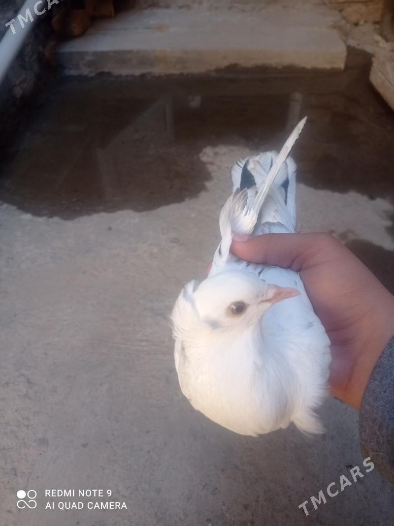 kepder - Türkmenabat - img 1