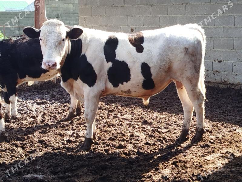 Okuz - Bäherden - img 1