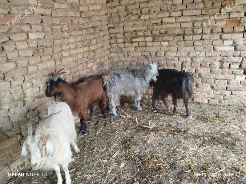 Geciler - Çärjew - img 1