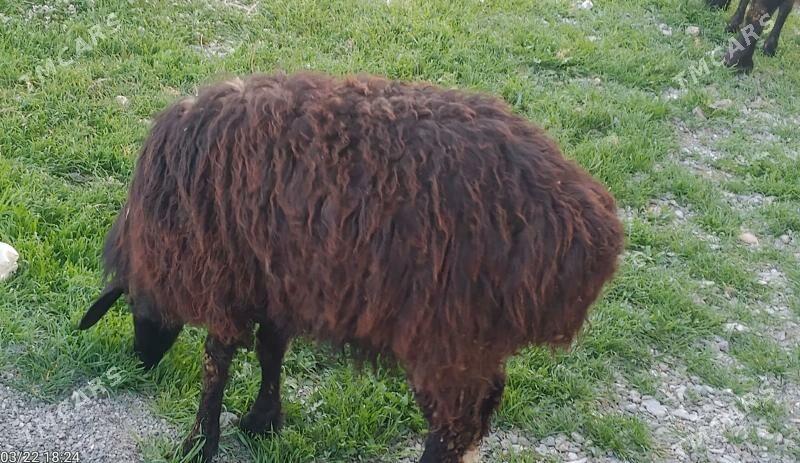 goyungoyun - Gökdepe - img 1