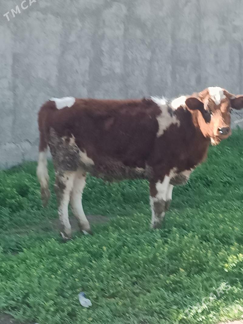 Tüwe gibirit - Гёкдепе - img 1